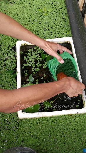 1.5M views · 6.5K reactions | May itlog na ulit  #ambetbackyard #albertcrayfish #fbreelsvideo #crayfishfarming #crayfishbreeder #reelstrending #reelsfacebook #everyonefollowers #reels #crayfish | Ambet Backyard | Facebook