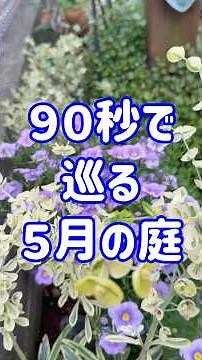 ９０秒のガーデンツアー５月篇 #ガーデニング #flowers #gardening #ガーデニングチャンネル #バラ