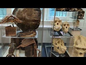 World Museum - Liverpool