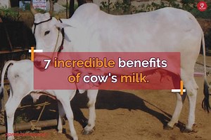 2.9K views · 29 reactions | 7 incredible benefits of cow's milk. #health #cow_milk #7pranayamaApp | 7pranayama:Yoga Fitness Relax | Facebook