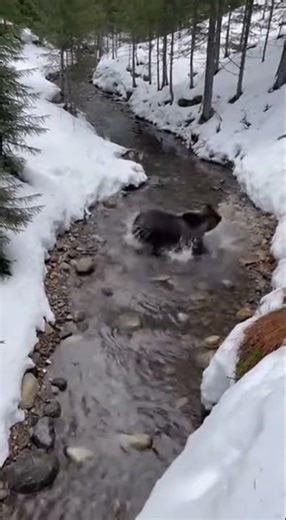 Bear Falls Down Slope Into Creek After Losing Balance Chasing a Deer