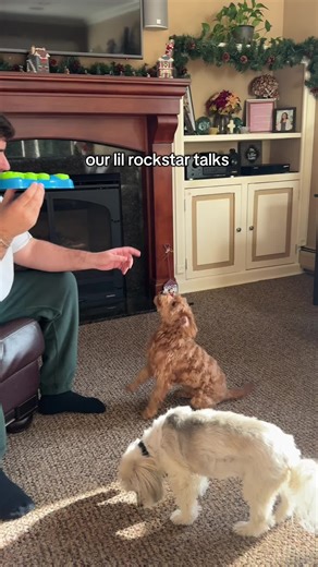 Prepare to get sick of her 😂 #dogtok #funnydog #talkingdog #dogparents #petsoftiktok