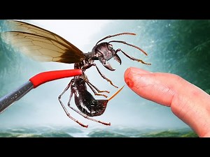 Stung by a Queen Bullet Ant!