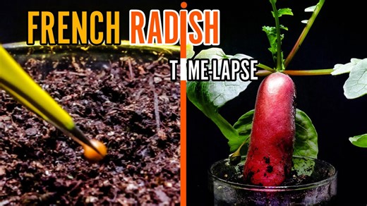 Growing French radish time lapse - seed to harvest
