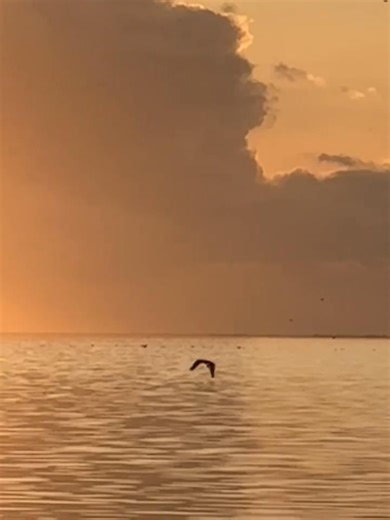 When you are so close you can hear the fish croaking! Please excuse the shaky camera, I was a little excited. #skullyscsb | Skully's Low Country Boil