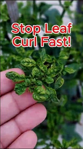 Chili Leaf Curl Cure 🌶️ Natural Garlic Spray #shorts