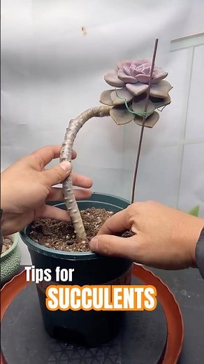Secrets to Growing TALL Succulents (Avoid ETIOLATION!)