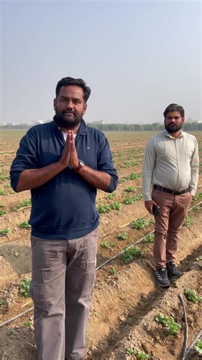 🌱 Precision Farming with Drip Irrigation – Santana Potato CropToday I shot a video of a Santana potato field where the farmer has adopted drip irrigation.The results are impressive —✔ Excellent… | P Singh Khosa