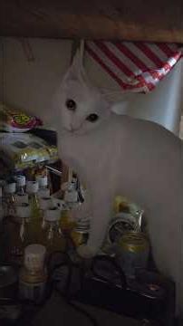 今のシロ。 #猫のいる暮らし #猫 #保護猫