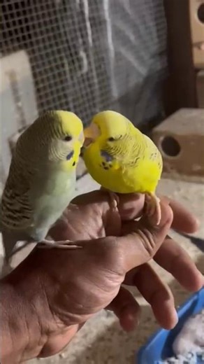 best exotic birds for sale#parrot #budgies #birds