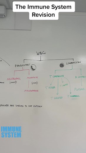 #biology #mrexham #educationtiktok #lessons #revision #fypage #alevelbiology