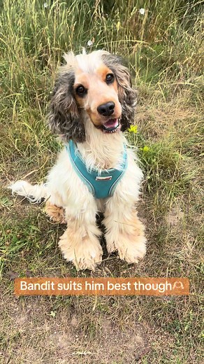 Choosing the Perfect Name for Your Dog