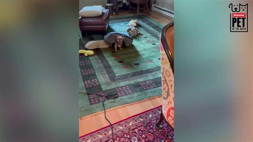 Yorkie Running With Dog Bed On Head