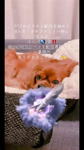 初のユニバ🌎しかも2発‼️ ラキファミリー🍭 一緒に見届けてくれてありがとうございます🙇🏻‍♀️これからもラキと二人で楽しい枠にするからね！夢のような時間を一緒に過ごしてくれてありがとう！@SNORE512/ペット配信専門ライバー事務所 #感謝 #ユニバ #キャバリア #ユニバ2発