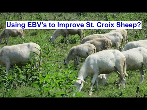 Using EBVs to Improve St. Croix Sheep? (National Sheep Improvement Program) (Update)