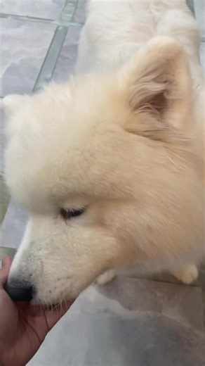 Unique Experience at The Samoyed Dog Cafe in Seoul