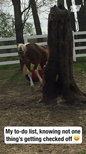 As long as he's having fun 😆#horses #shorts