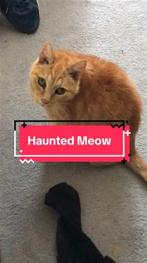 Creepiest Meow of a Ginger Cat