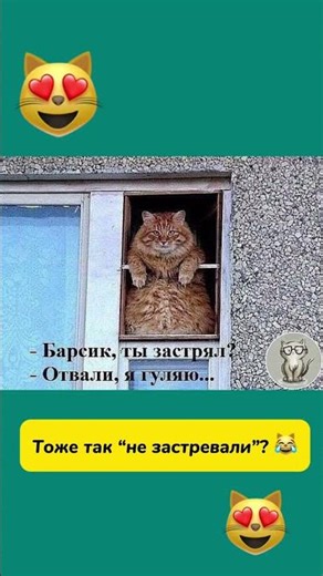 Я не застрял 😂 #кот #котики #humor #котмем #кошачийюмор #прикол #смешно #funnycat #catmeme #shorts