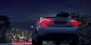 Should Your Self-Driving Vehicle Brake for Animals?