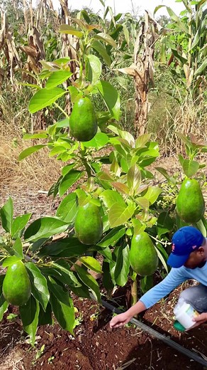 Mejor truco para cuidar árboles frutales