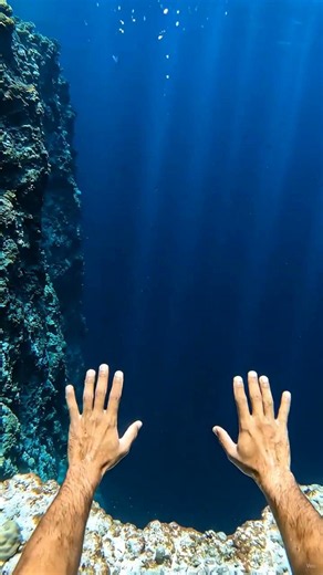 POV: You swim past the edge of the coral reef... 🛑🌊 #thalassophobia #scary #shorts