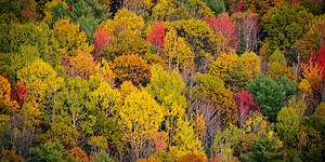 Learning: Shooting Foliage