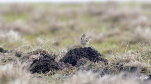 Eurasian Skylark Sitting Singing On Ground Stock Footage Video (100% Royalty-free) 1095390081 | Shutterstock