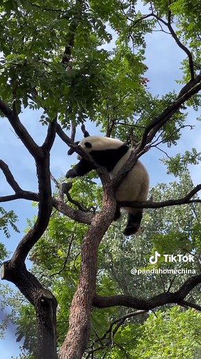 I want to be a panda,without burdens,without troubles#panda #cutepanda | Panda