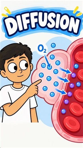 How Does Oxygen Get Into Your Blood? 🫁 | Diffusion Explained #shorts #science