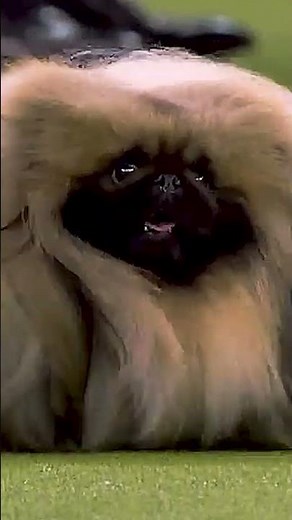 Westminster walks in action