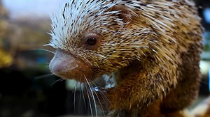 483 reactions · 98 shares | Snack time for a porcupine! Tyson, Shedd’s prehensile-tailed porcupine, is a gentle and curious animal, representing a species native to the Amazon rainforest. His diet mostly consists of fruits and veggies, which he chomps on like a champ. | Shedd Aquarium | Facebook