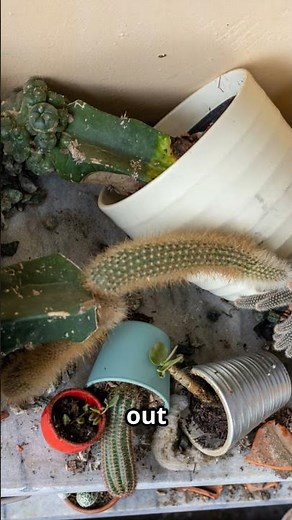 From Summer Graveyard to Fall Oasis in 7 Simple Steps #containergardeningtips #containergardening