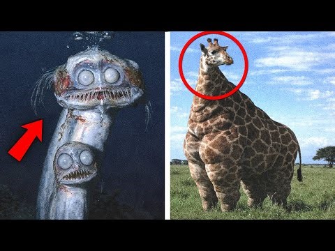 Top 20 Rare and Bizarre Animals (You Were Never Meant to See These)