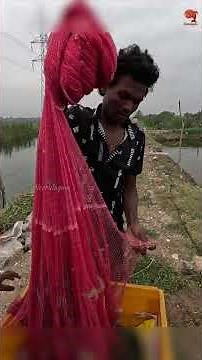 Catching Prawns Using Cast Net #fishing #fishingvideo #fishingtime