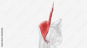 The iliacus and psoas major forming the iliopsoas muscle