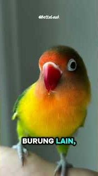LOVE BIRD #animalshorts