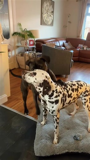 Christmas Brawl: Hilarious Dog Fights During the Holidays