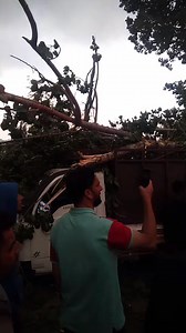 1.6K views · 21 reactions | Two injured after a branch of tree falls...