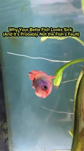 Cómo cuidar a tu pez Betta y evitar problemas comunes