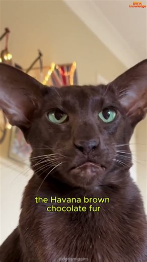 Havana Brown: The Chocolate Cat You’ve Never Seen Before 🍫🐱
