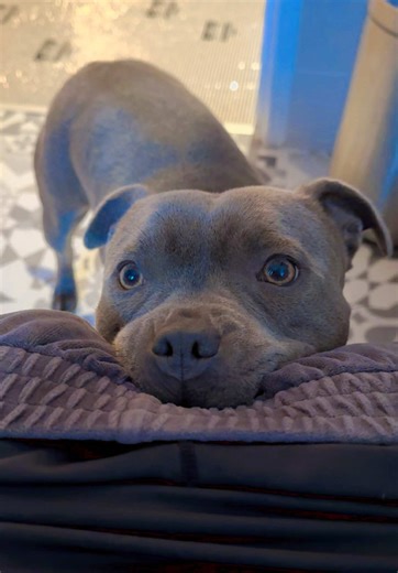 Clingy Staffy Pup Can't Leave My Side