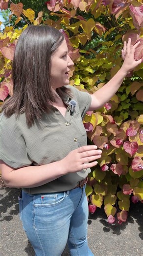 Flame Thrower® Redbud: A Tree with Multi-Color Leaves All Season 🌳