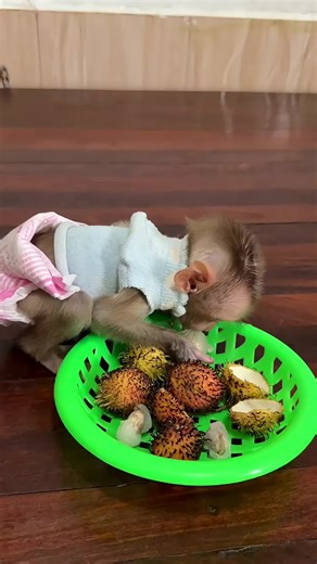 Hello #viralreels #babyanimal #adorably #adoreble #babymonkey