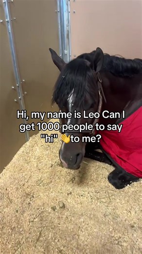 Challenge to 1000 People: Say Hi to Leo!