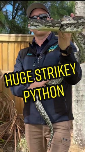 Giant Carpet Python Encounter on the Sunshine Coast