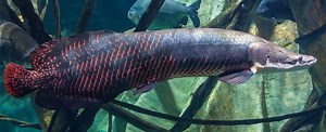 Arapaima - Alchetron, The Free Social Encyclopedia