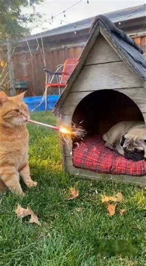 Did the Cat Really Throw a Firework Into the Doghouse? #animalshorts #funnypets