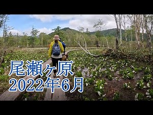 尾瀬を歩いた気持ちになれる動画「尾瀬ヶ原」「ミズバショウ」2022年6月