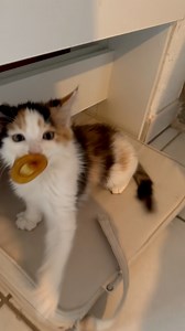 Lyla le chaton tricolore fofolle 👹 . #chatfou #chat #cats #chaton #ChatDrole #chats #catlover #meow #syndromedutigre | Mr.Lucky le chat